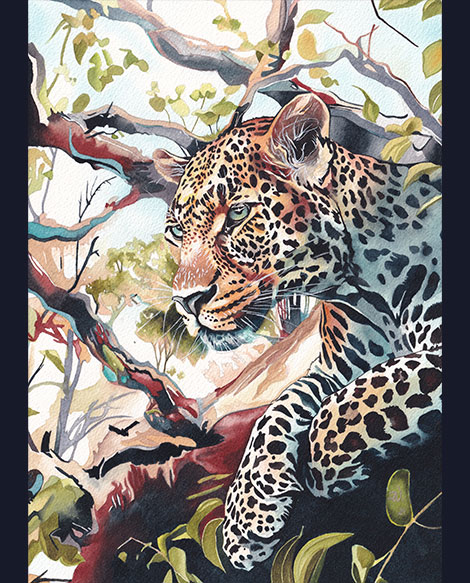Watercolour of a resting leopard in a tree on a summer morning