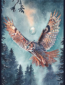 Portrait animalier chouette